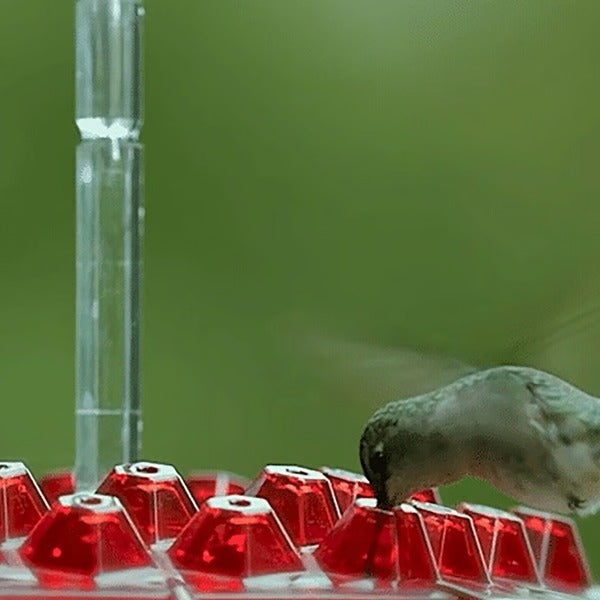 Hummingbird Feeder with Ant Moat Hanging Nectar Feeder
