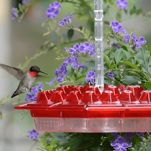 Hummingbird Feeder with Ant Moat Hanging Nectar Feeder